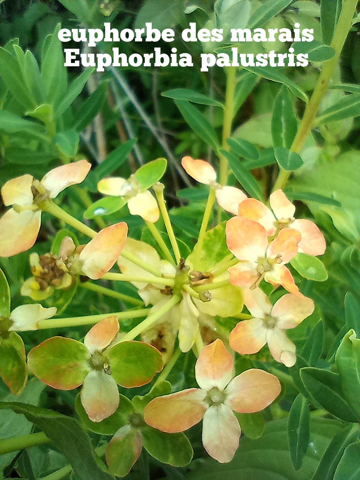 Euphorbia palustris 21 04 22 1