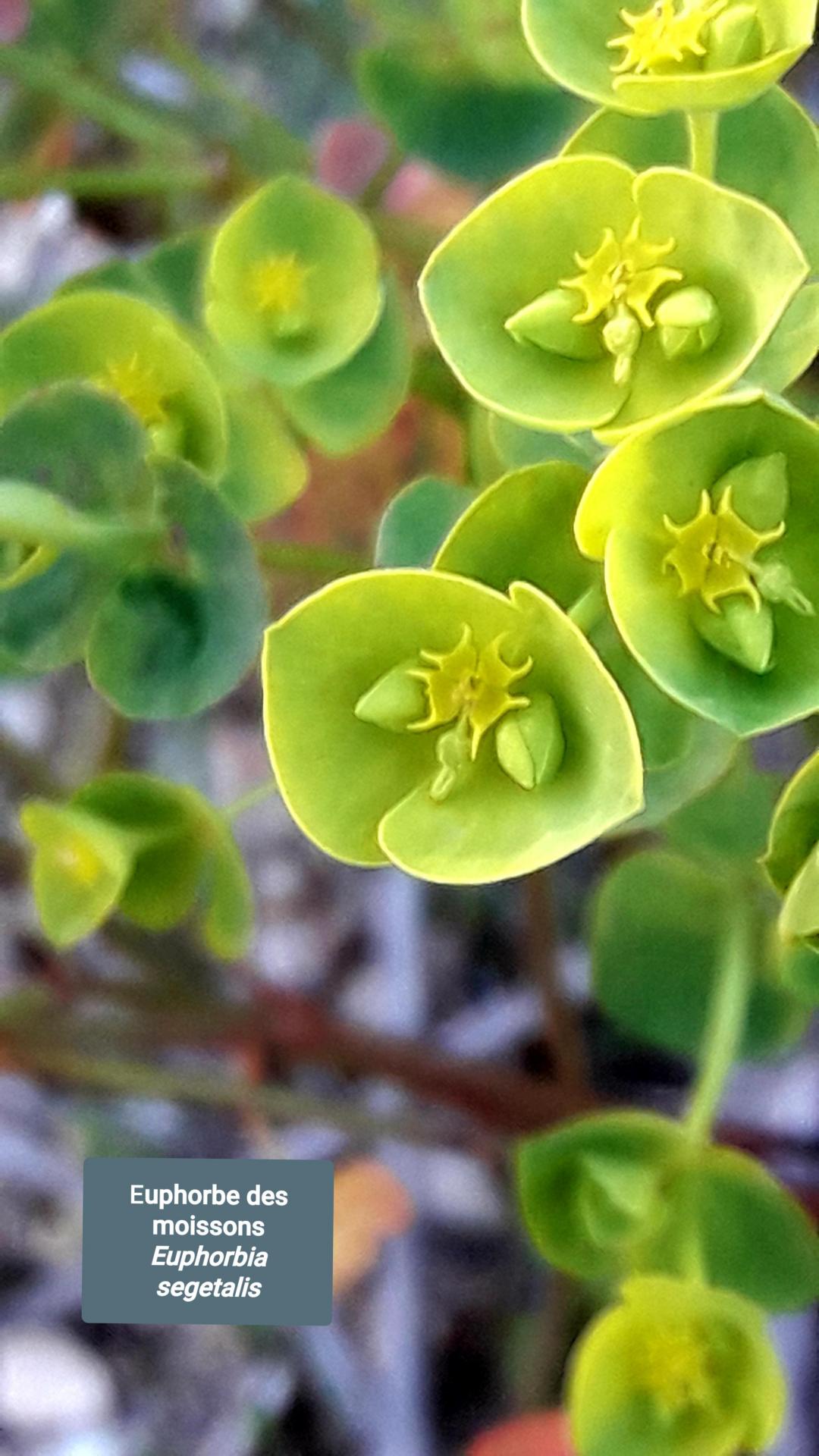 Euphorbia segetalis  17/02/21