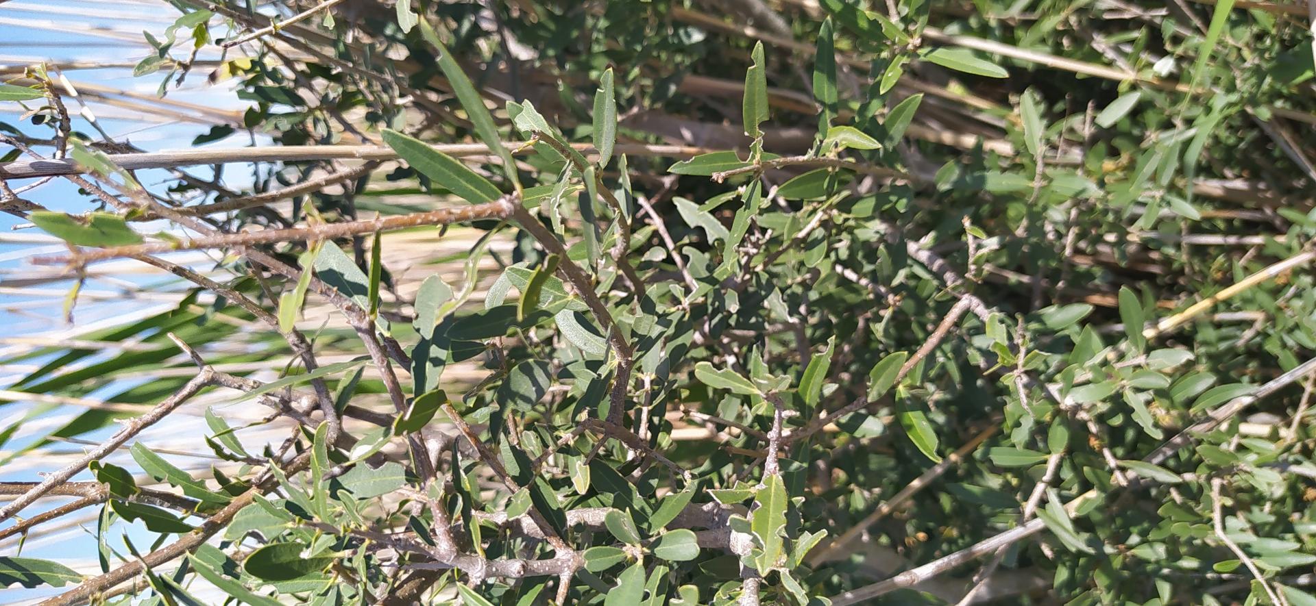 Filaria angustifolia 2022 04 27 15h52m59