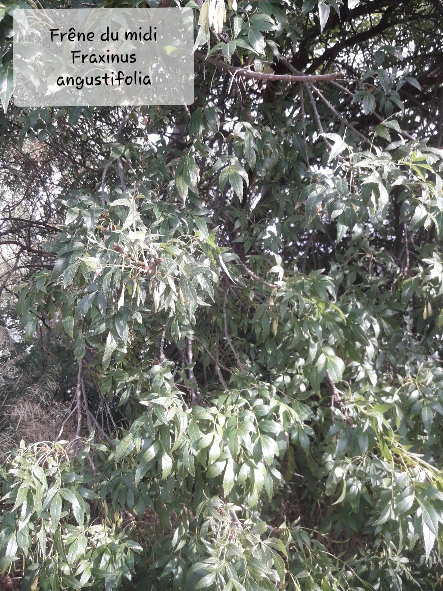 Fraxinus angustifolia 20/10/21