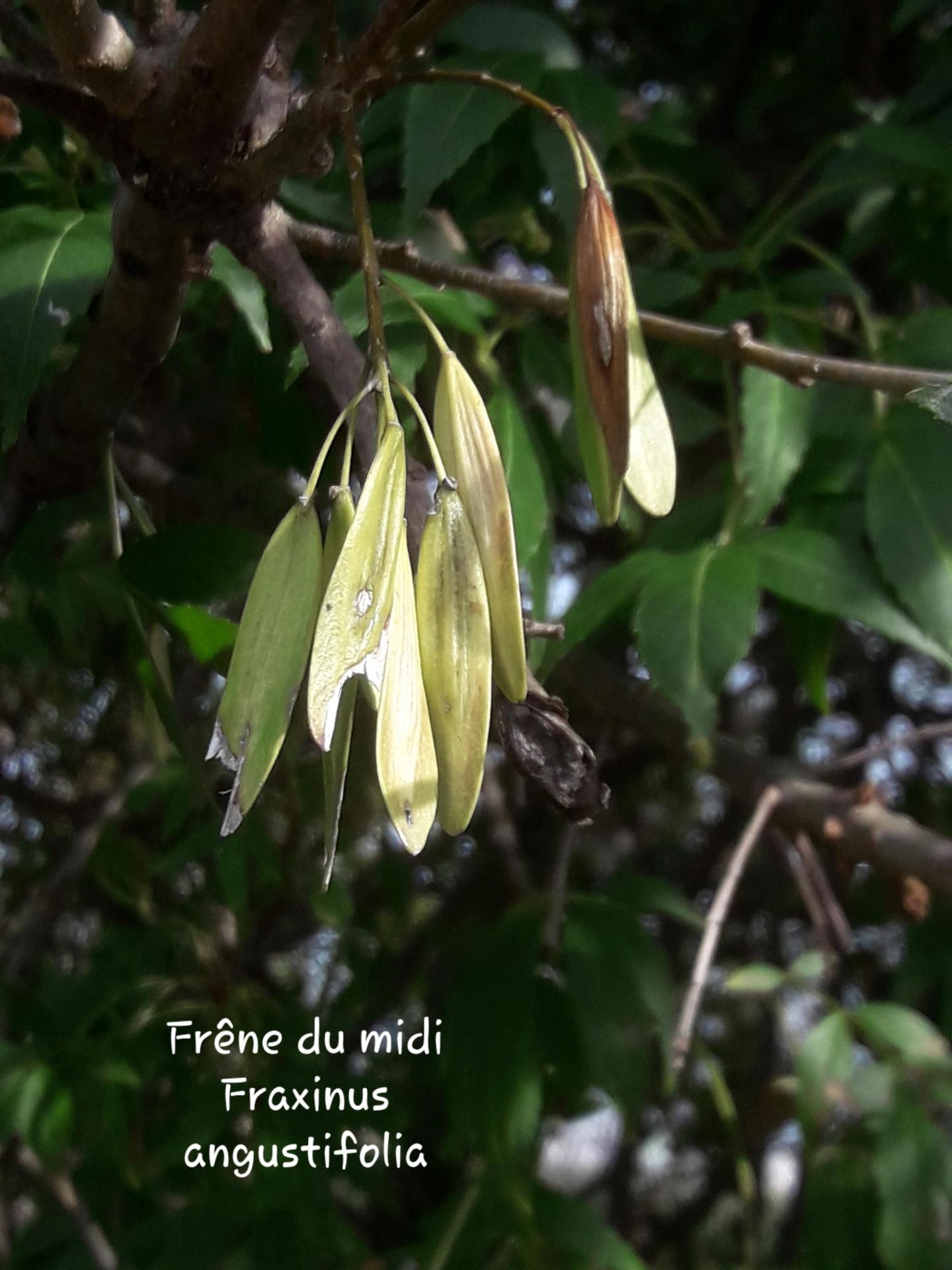Fraxinus angustifolia 20/10/21