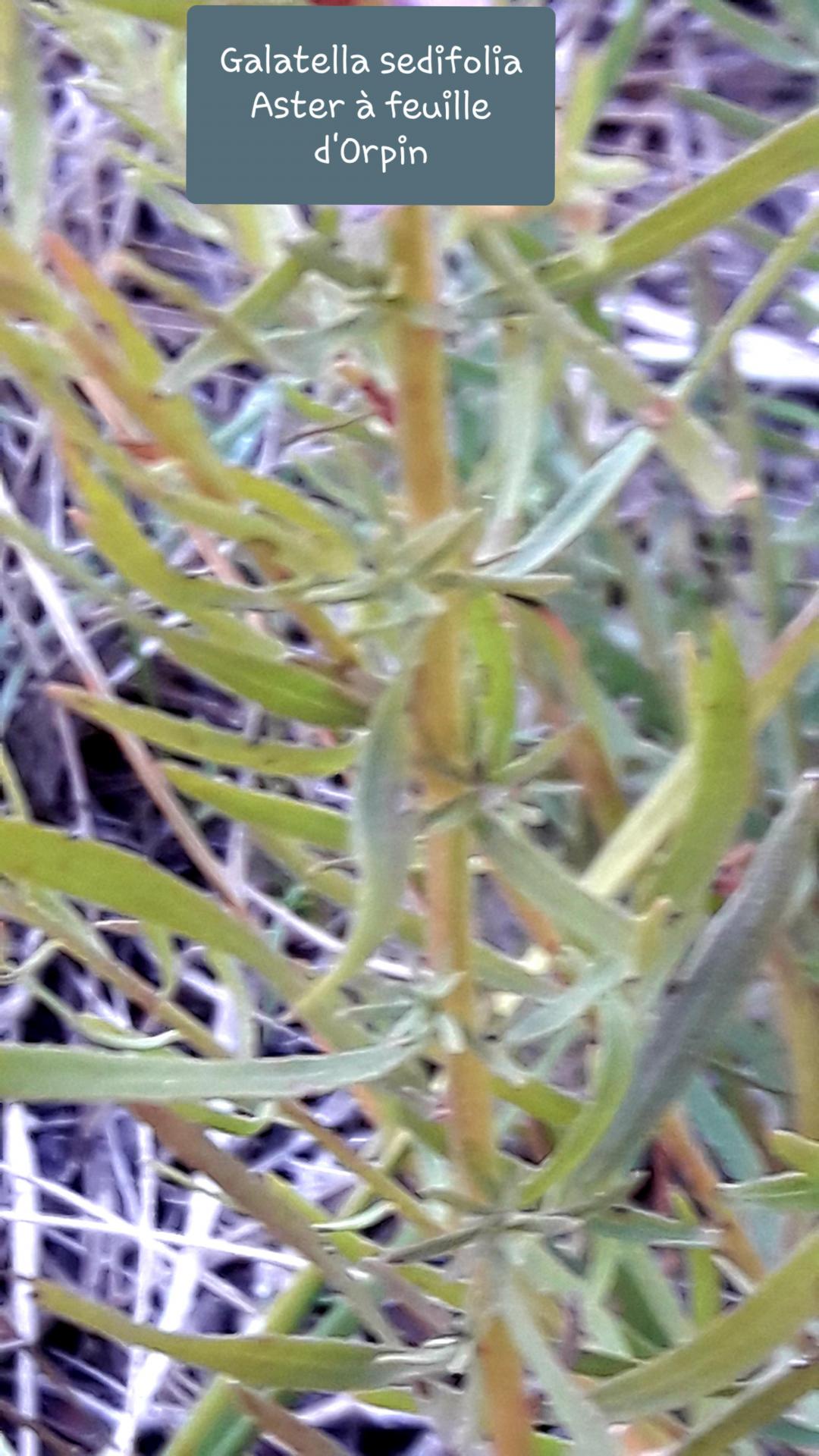 Galatella sedifolia 2