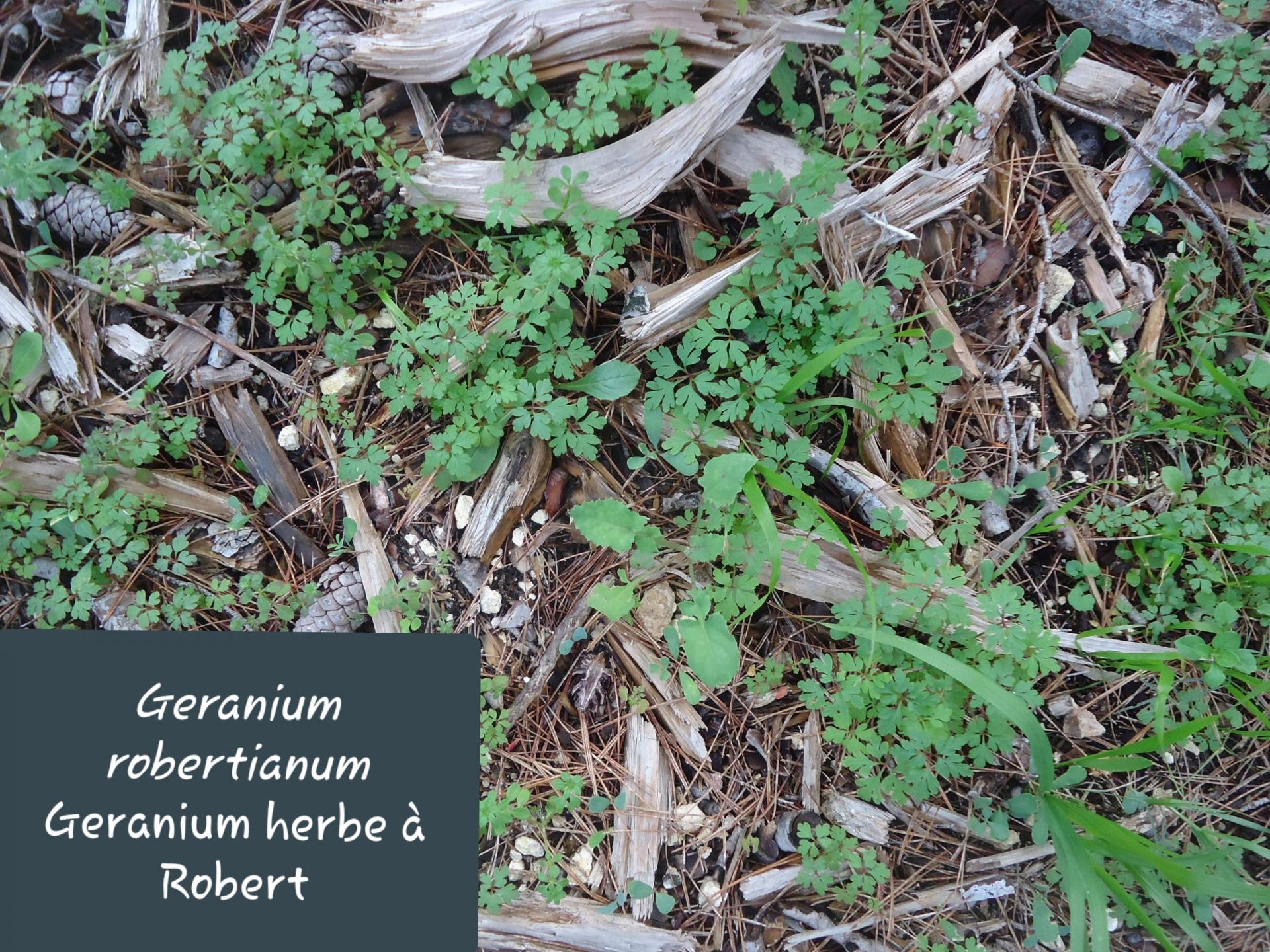 Geranium robertianum 28/11/19