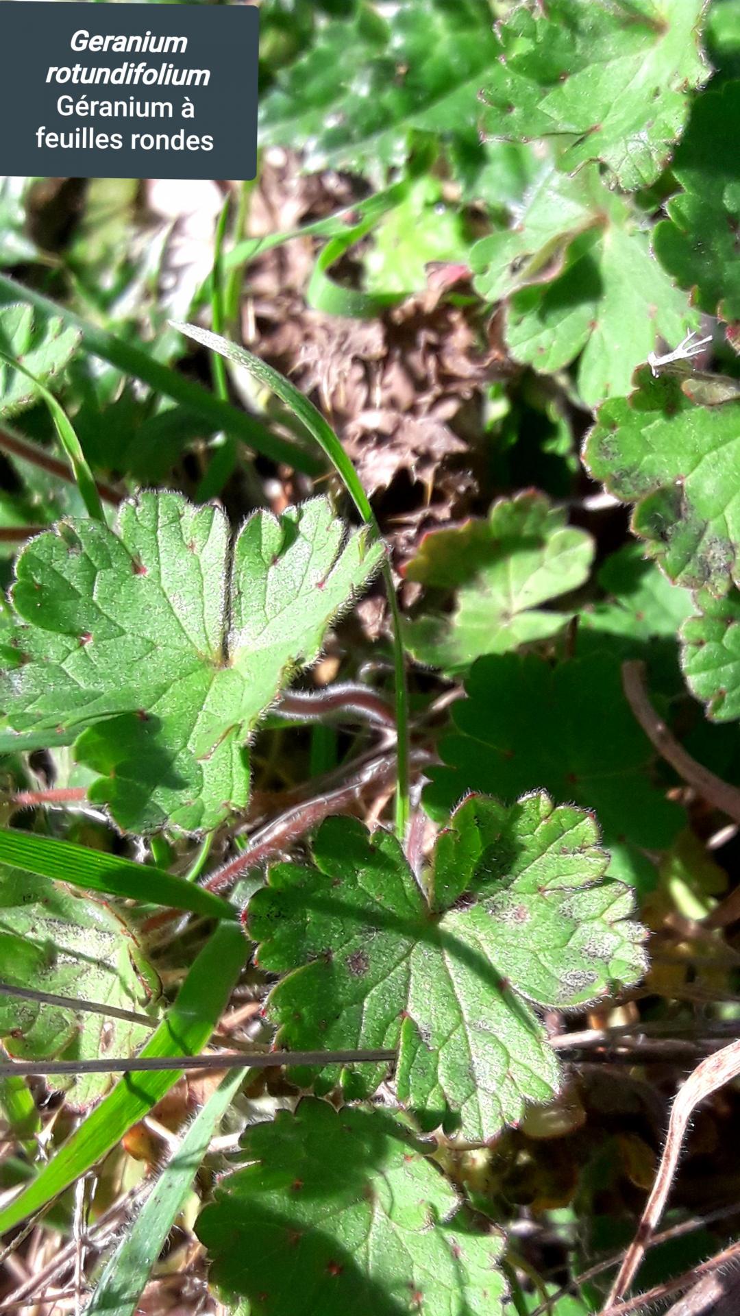 Geranium rotundifolia 3