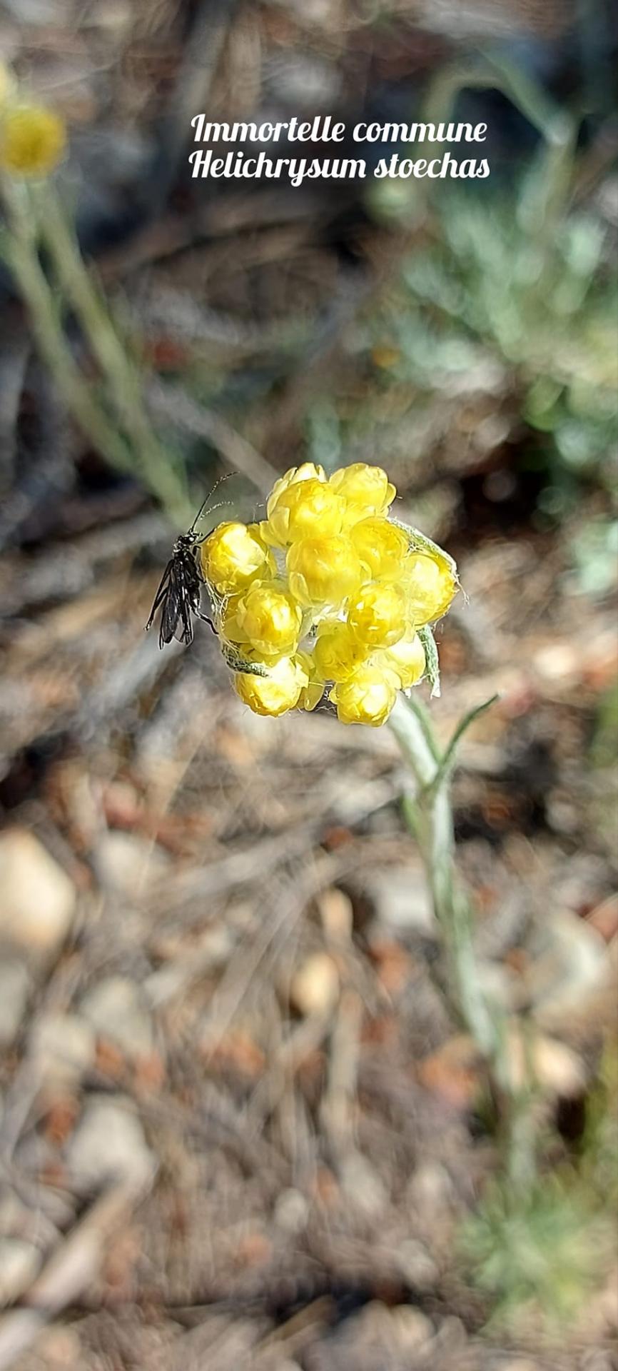Helichrysum stoechas 1 03 05 23