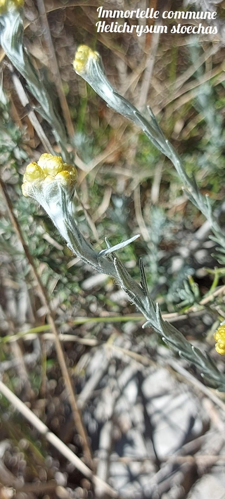 Helichrysum stoechas 2 03 05 23