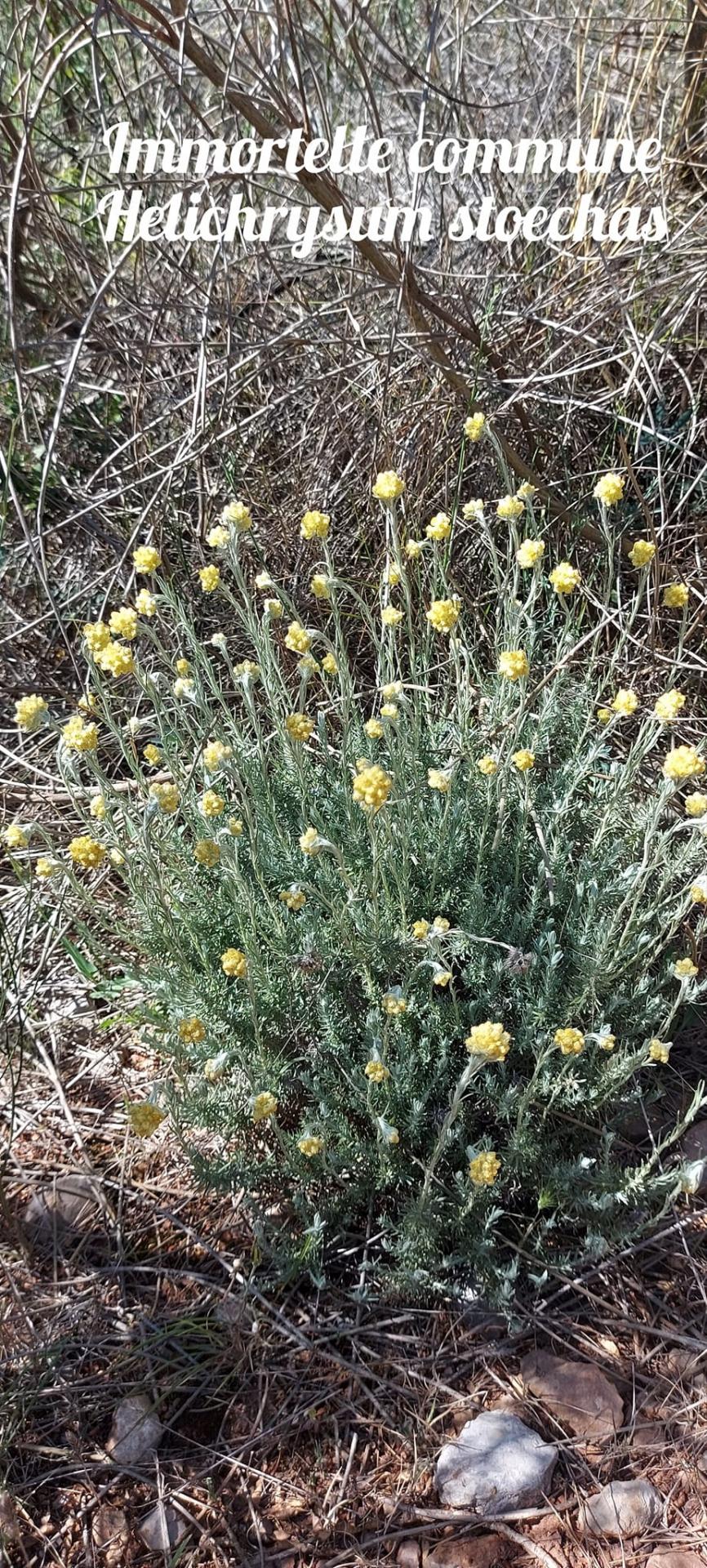 Helichrysum stoechas 3 03 05 23