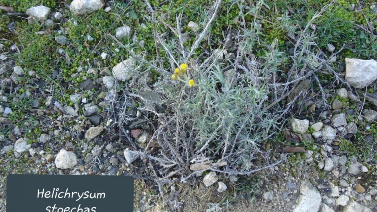 Helichrysum stoechas jpg