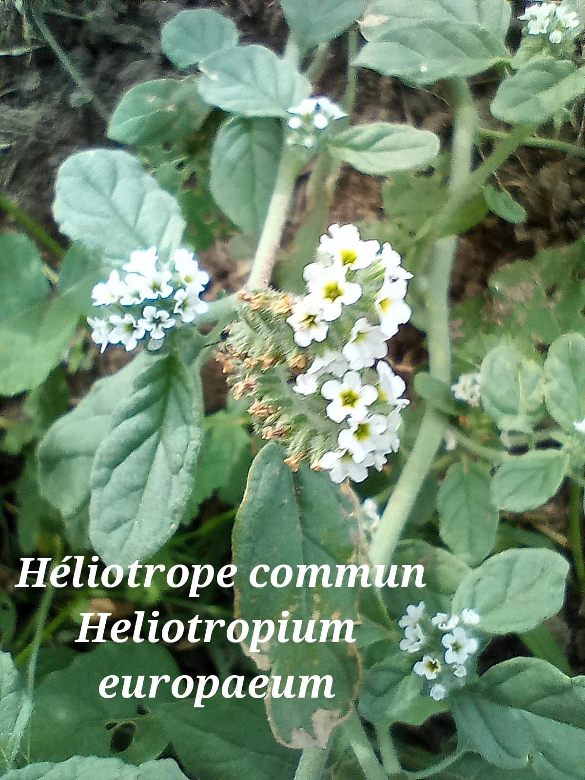Heliotropium europaeum 28 09 22 1