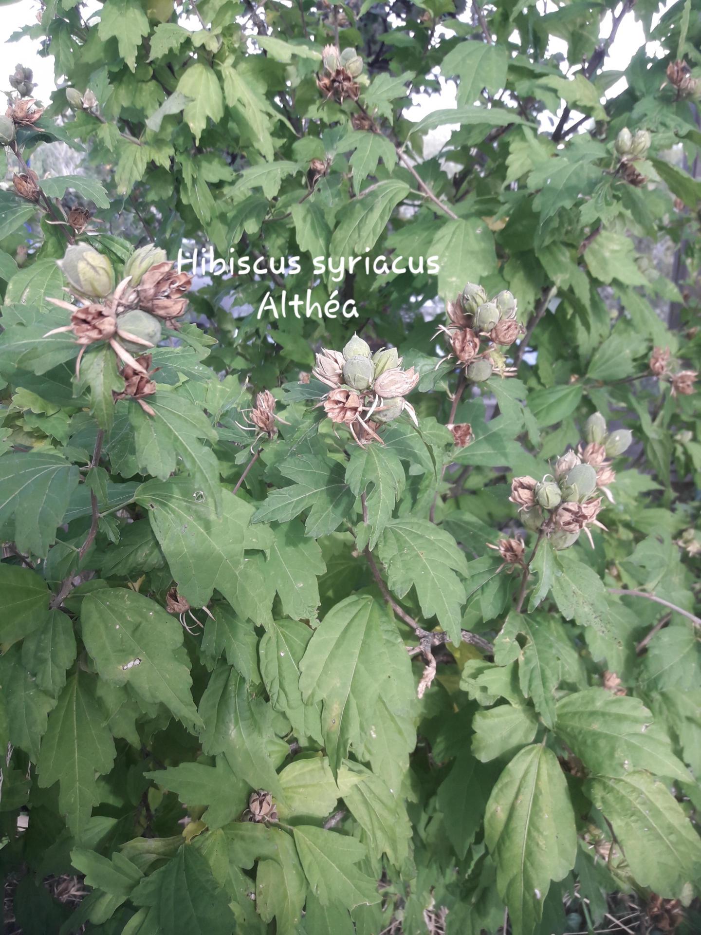 Hibiscus syriacus 20/10/21