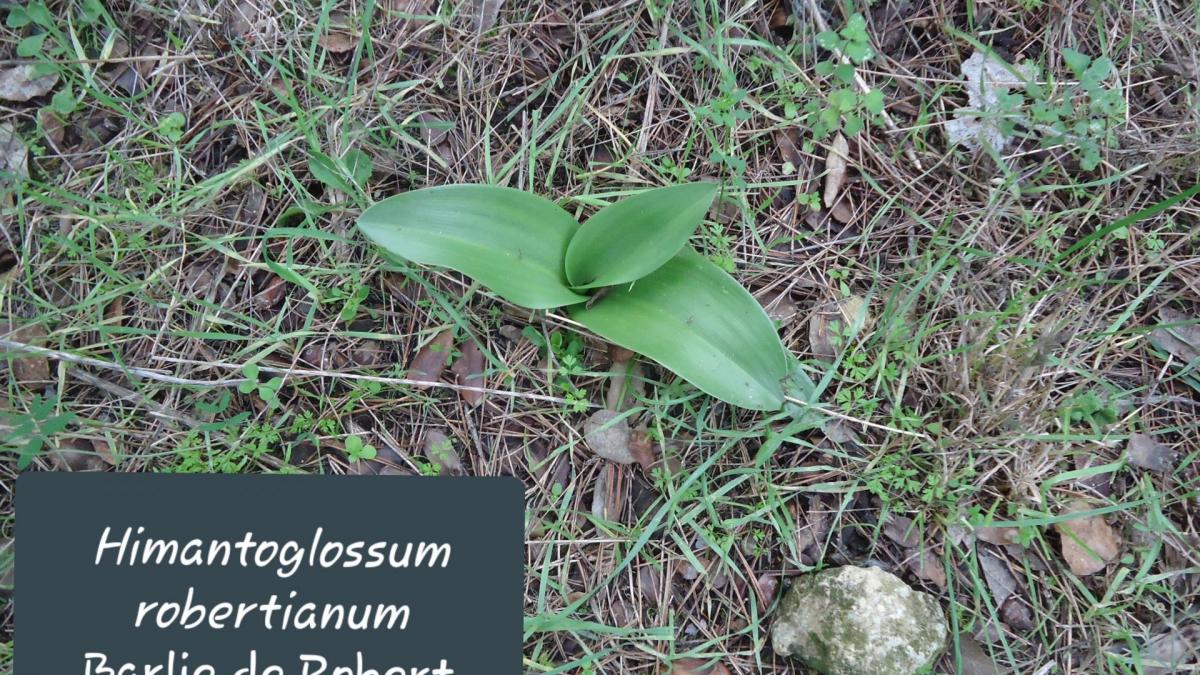 Himantoglossum robertianum jpg 1