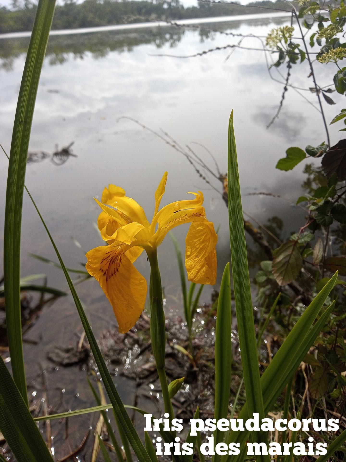 Iris pseudoacorus 21 04 22 2