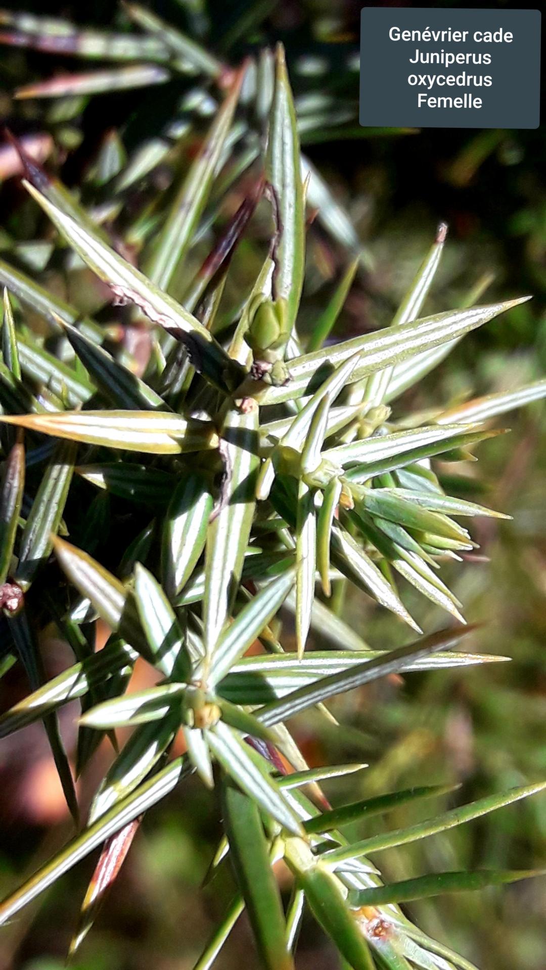 Juniperus oxycedrus 17/02/21