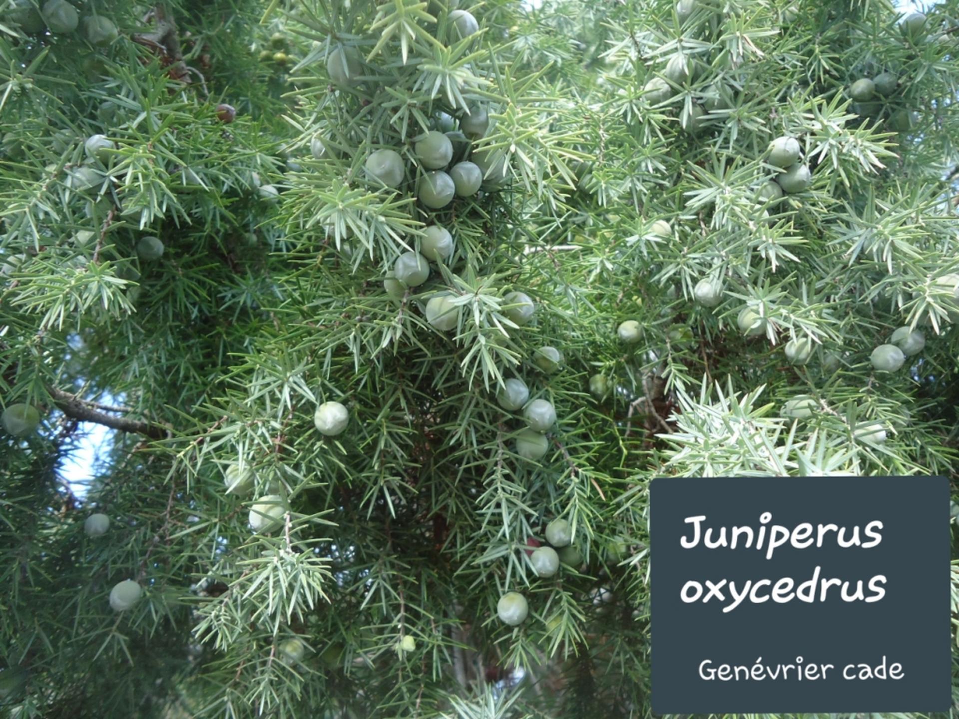 Juniperus oxycedrus 15/12/19