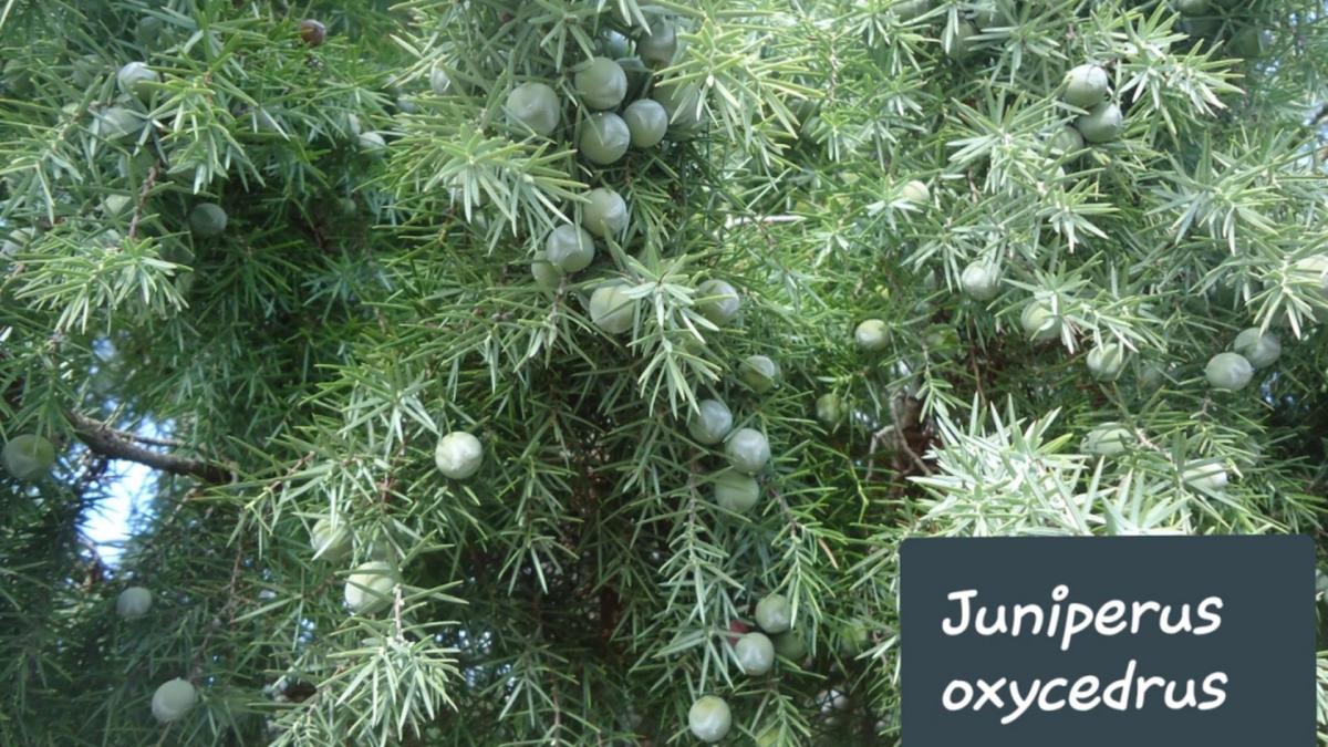 Juniperus oxycedrus 1 jpg