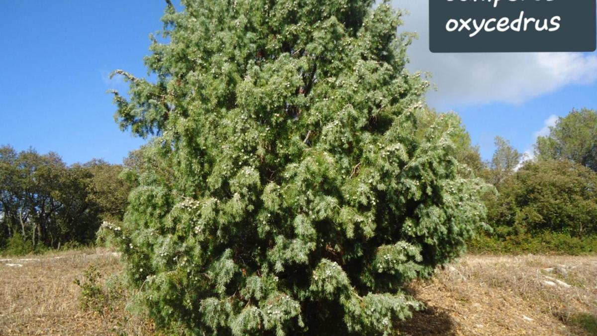 Juniperus oxycedrus 2 jpg
