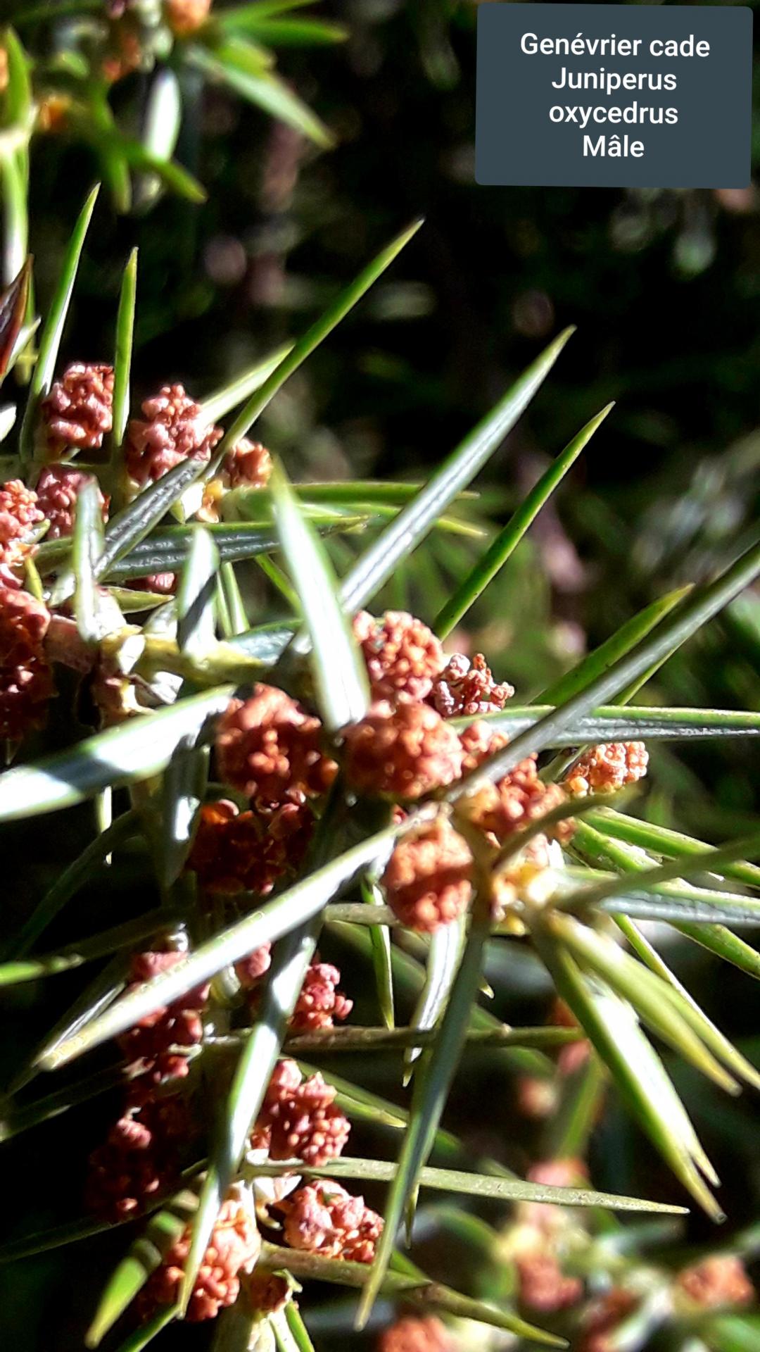 Juniperus oxycedrus 3
