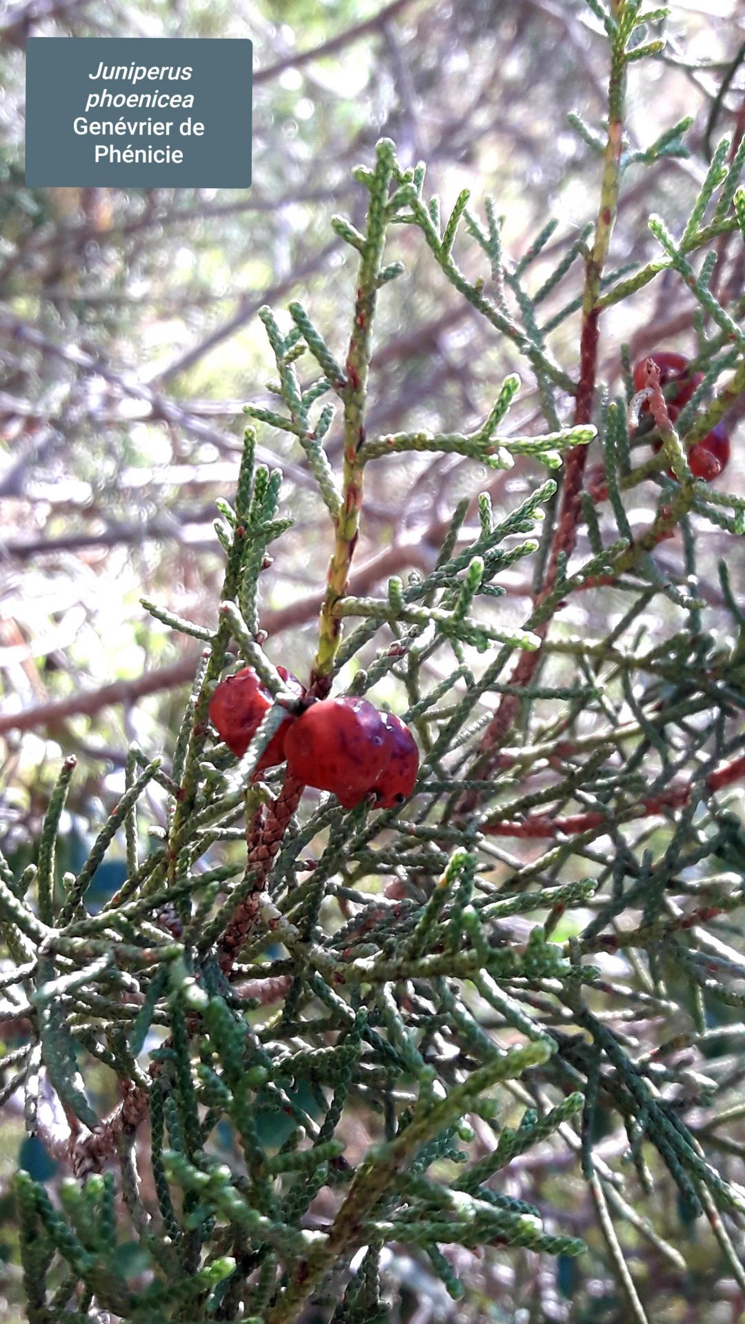 Juniperus phoenica 17/02/21