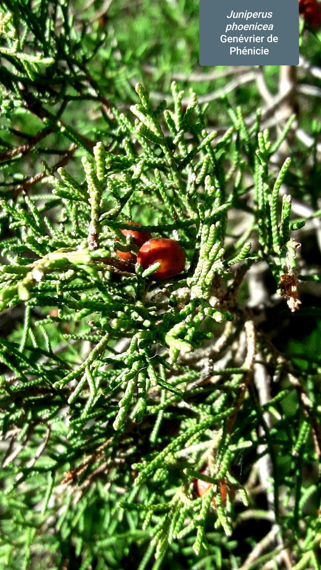 Juniperus phoenica 17/02/21