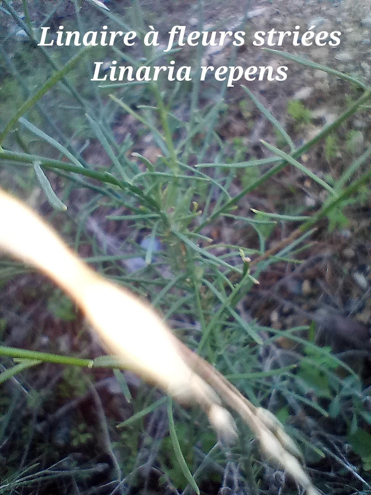 Linaria repens 30 11 22 2