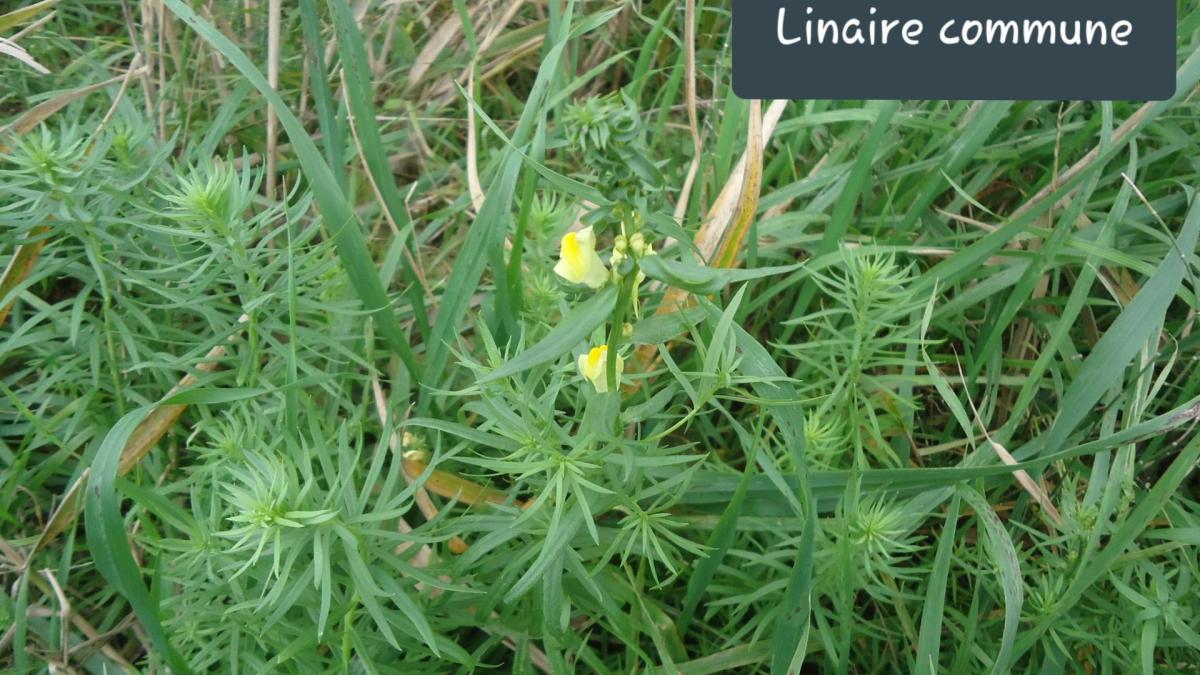 Linaria vulgaris jpg