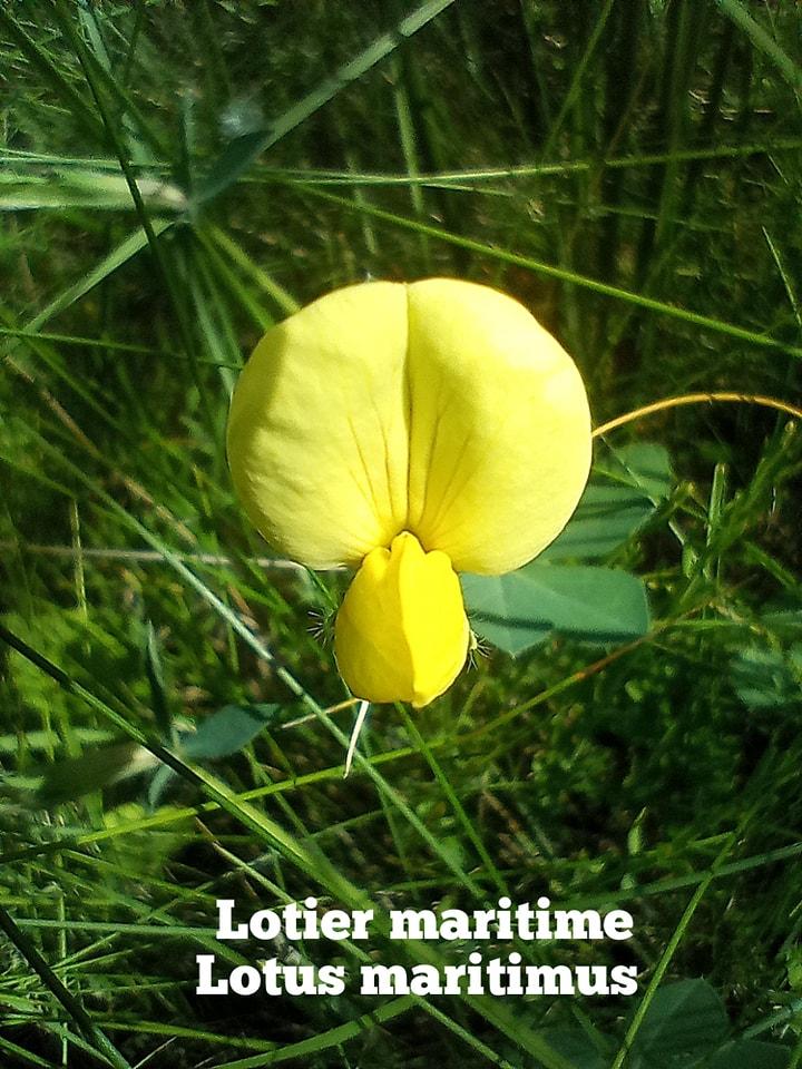 Lotus maritimus