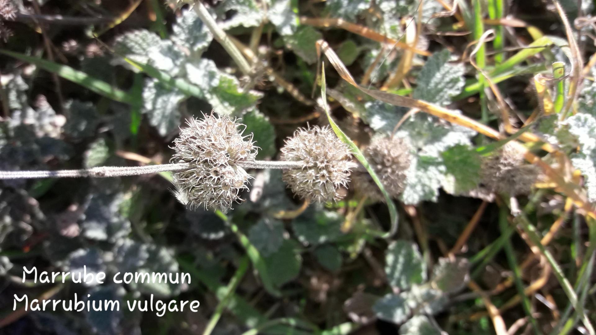 Marrubium vulgare 2