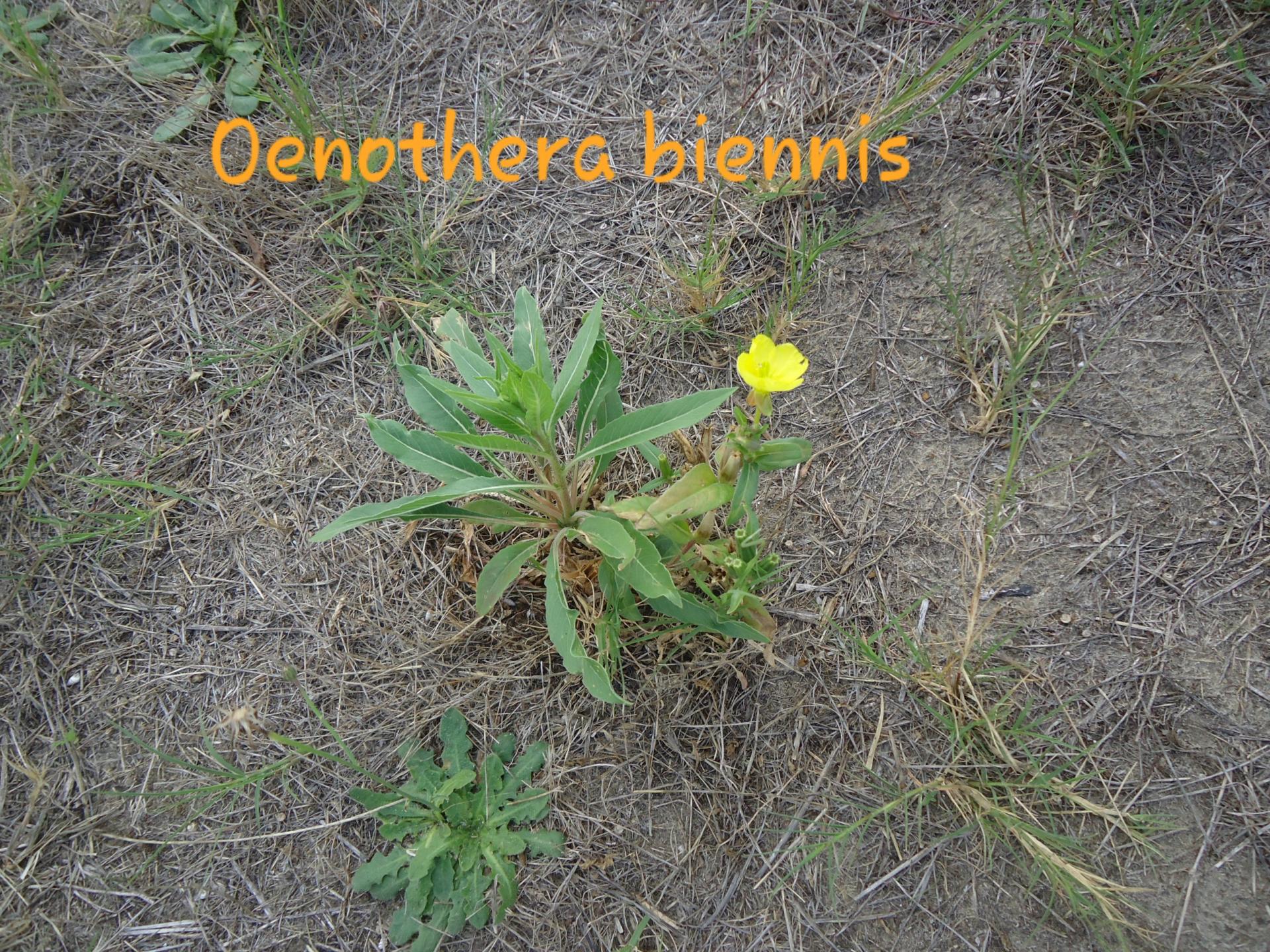 Oenothera biennis 2 13/10/19