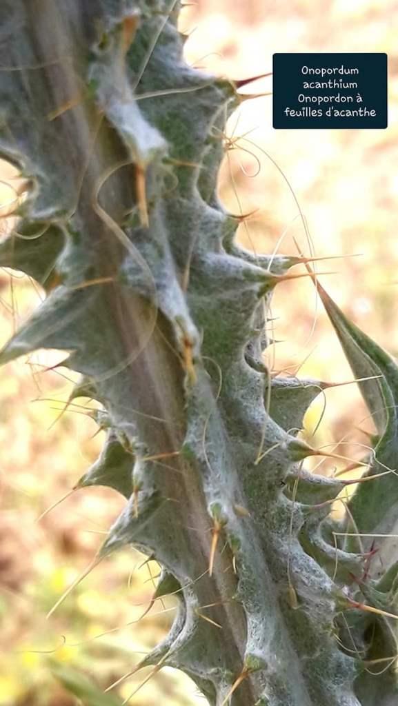 Onopordon a feuilles d acanthe b
