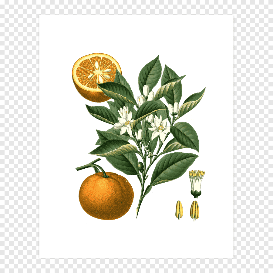 Oranger