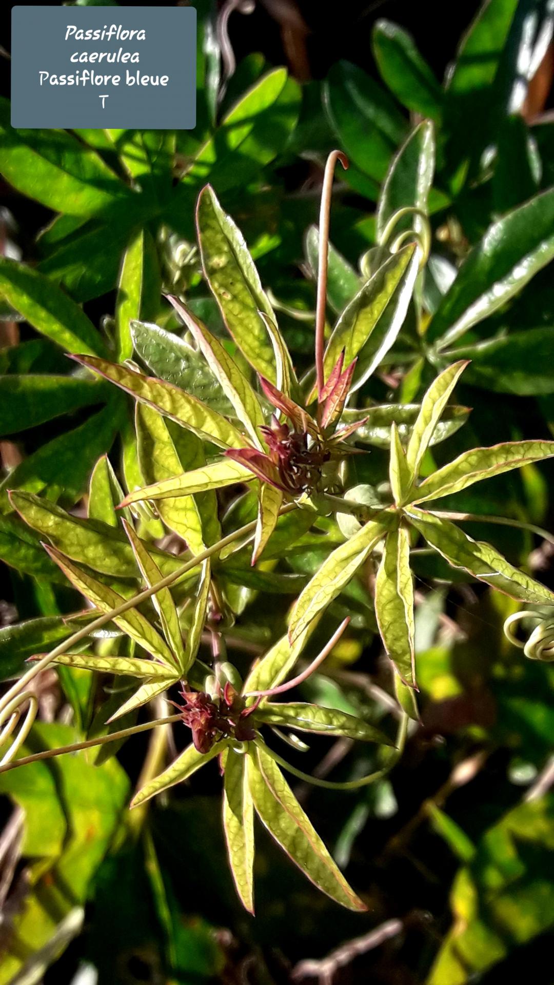 Passiflora caerulea 1