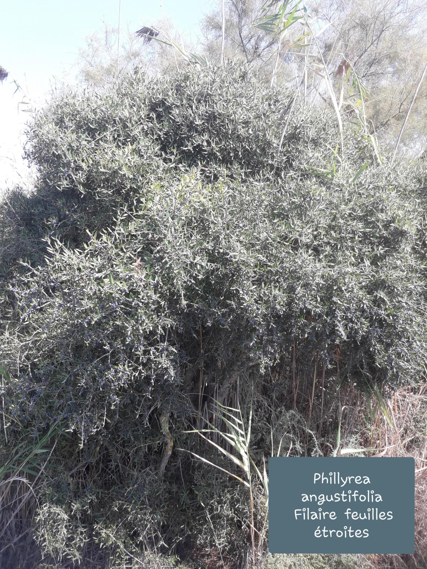 Phillyrea angustifolia 1