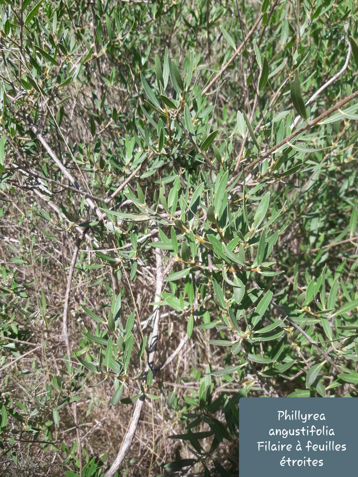 Phyllirea angustifolia 1