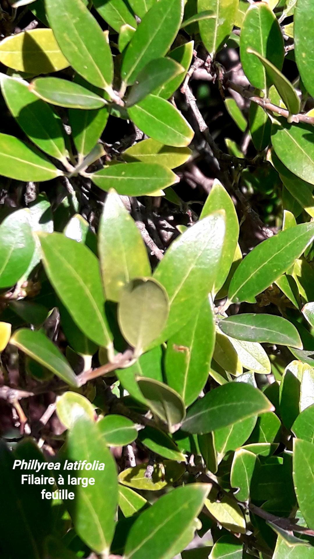 Phyllirea latifolia 17/02/21