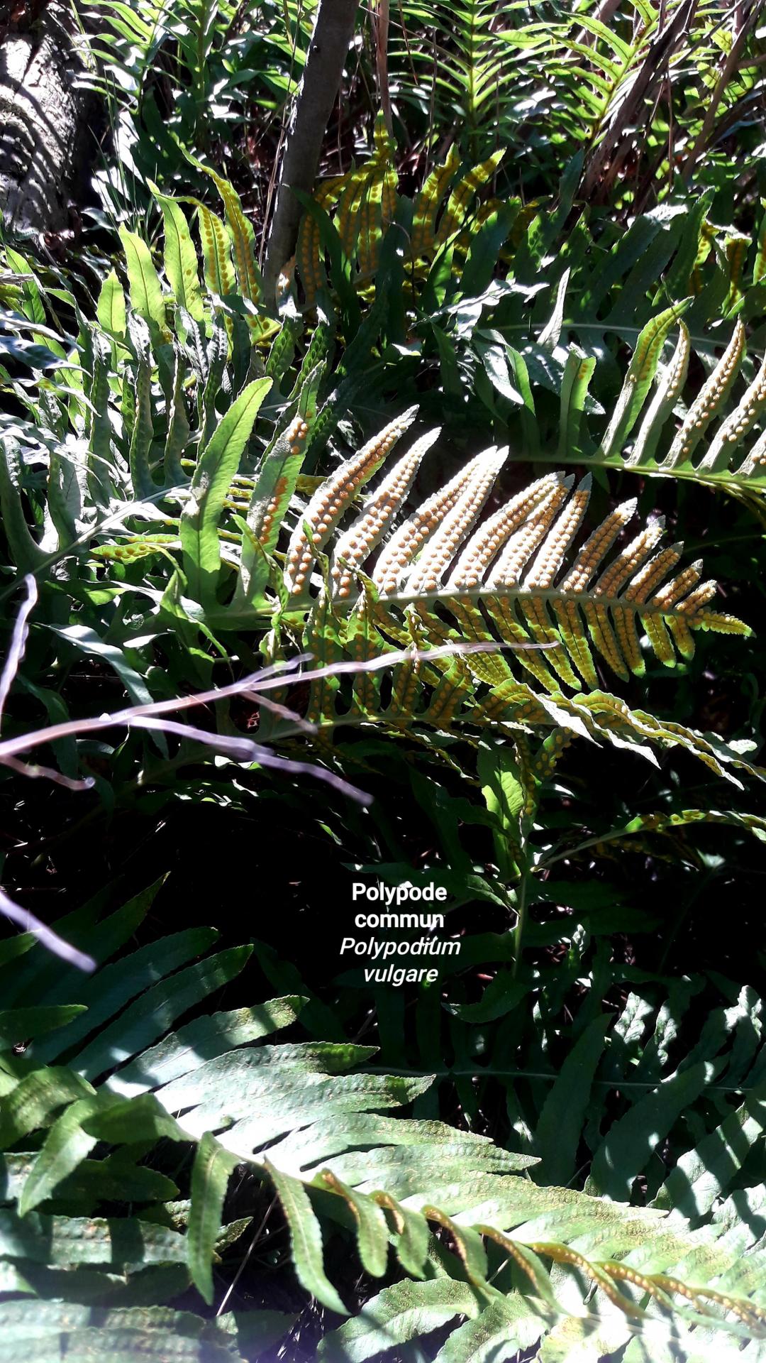 Polypodium vulgare 1