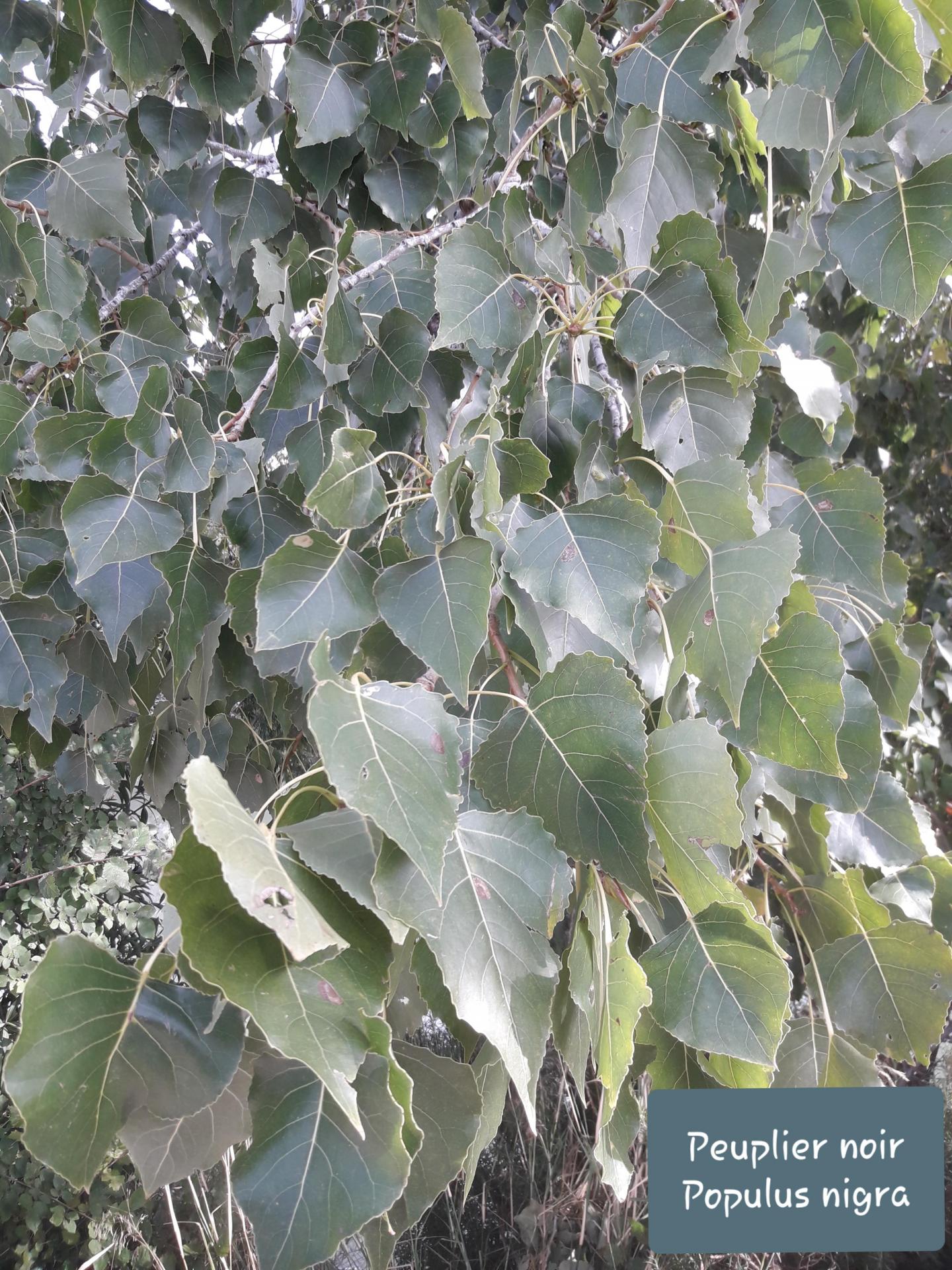 Populus nigra  20/10/21