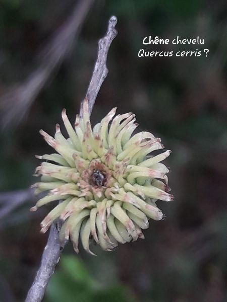Quercus cerris 2