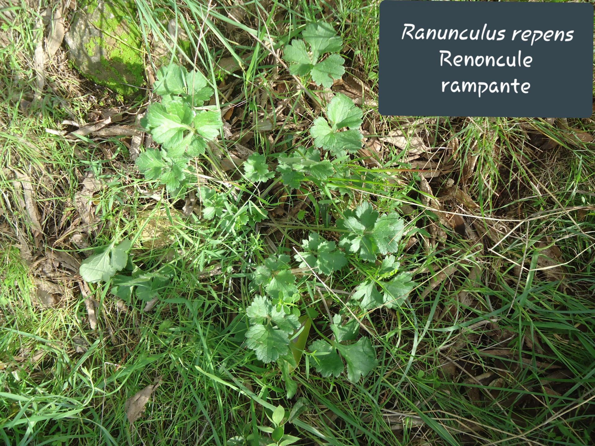 Ranunculus repens jpg 1