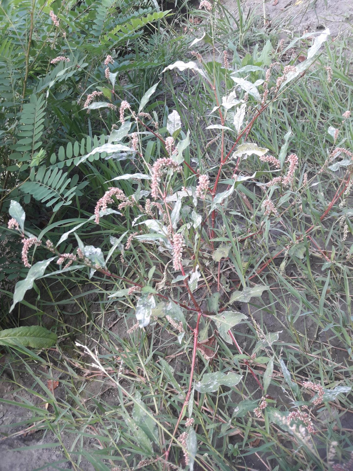 Persicaria maculosa   07/10/21