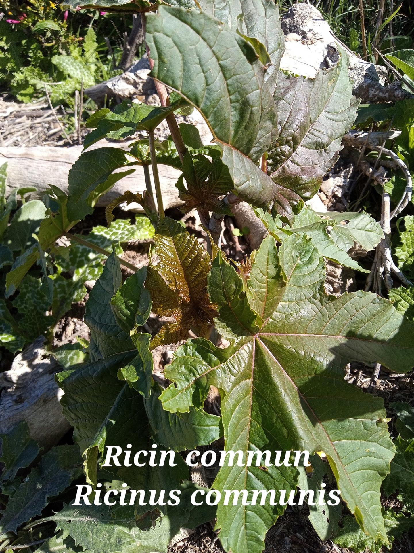 Ricinus communis 29 09 22 1