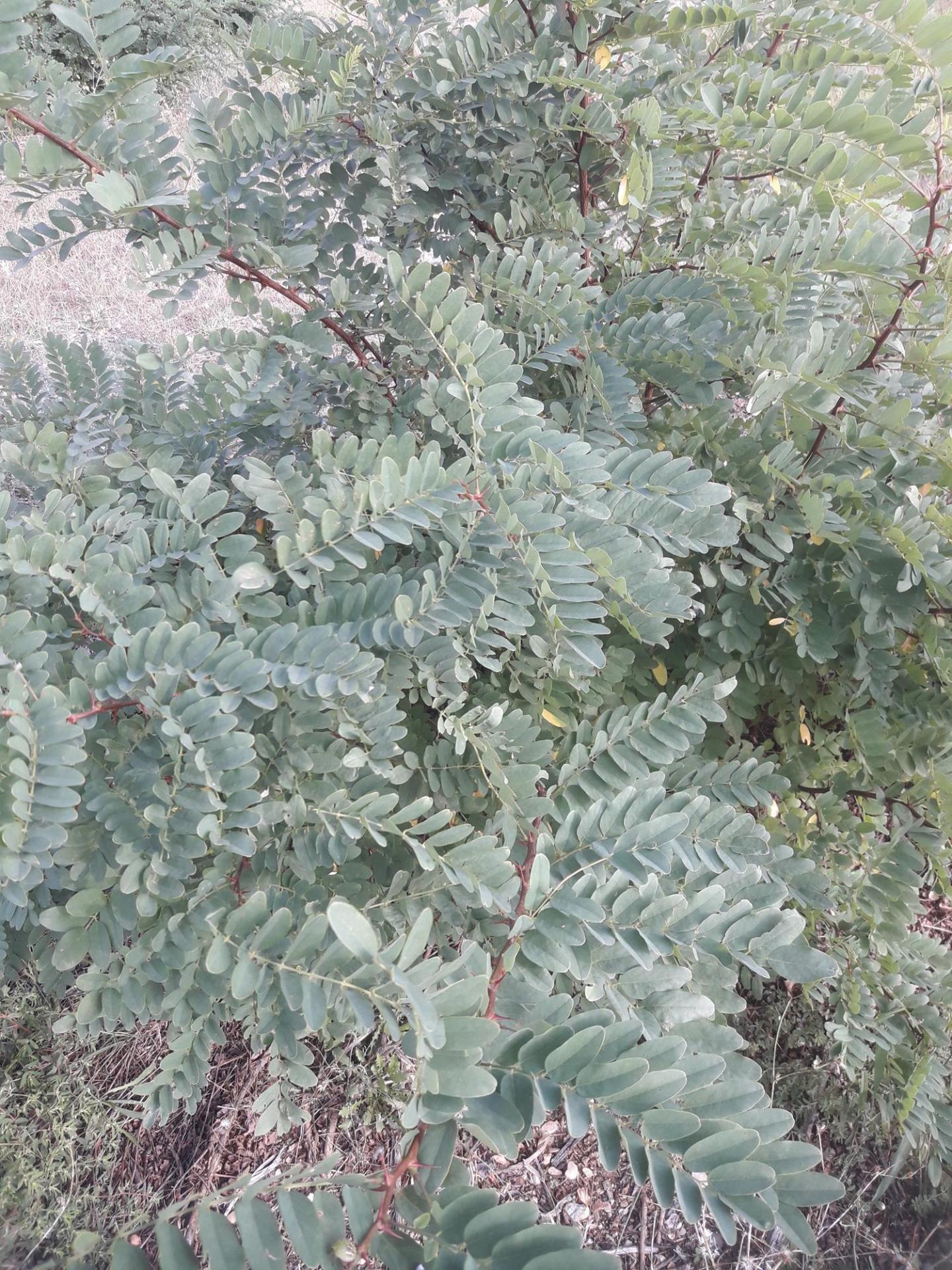 Robinia viscosa 1