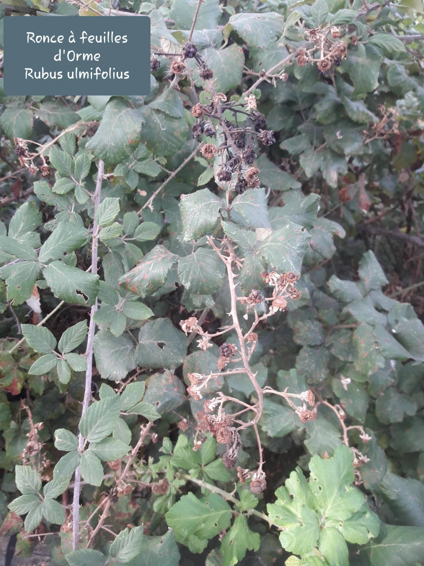 Rubus ulm 2021 10 15 15h32m16
