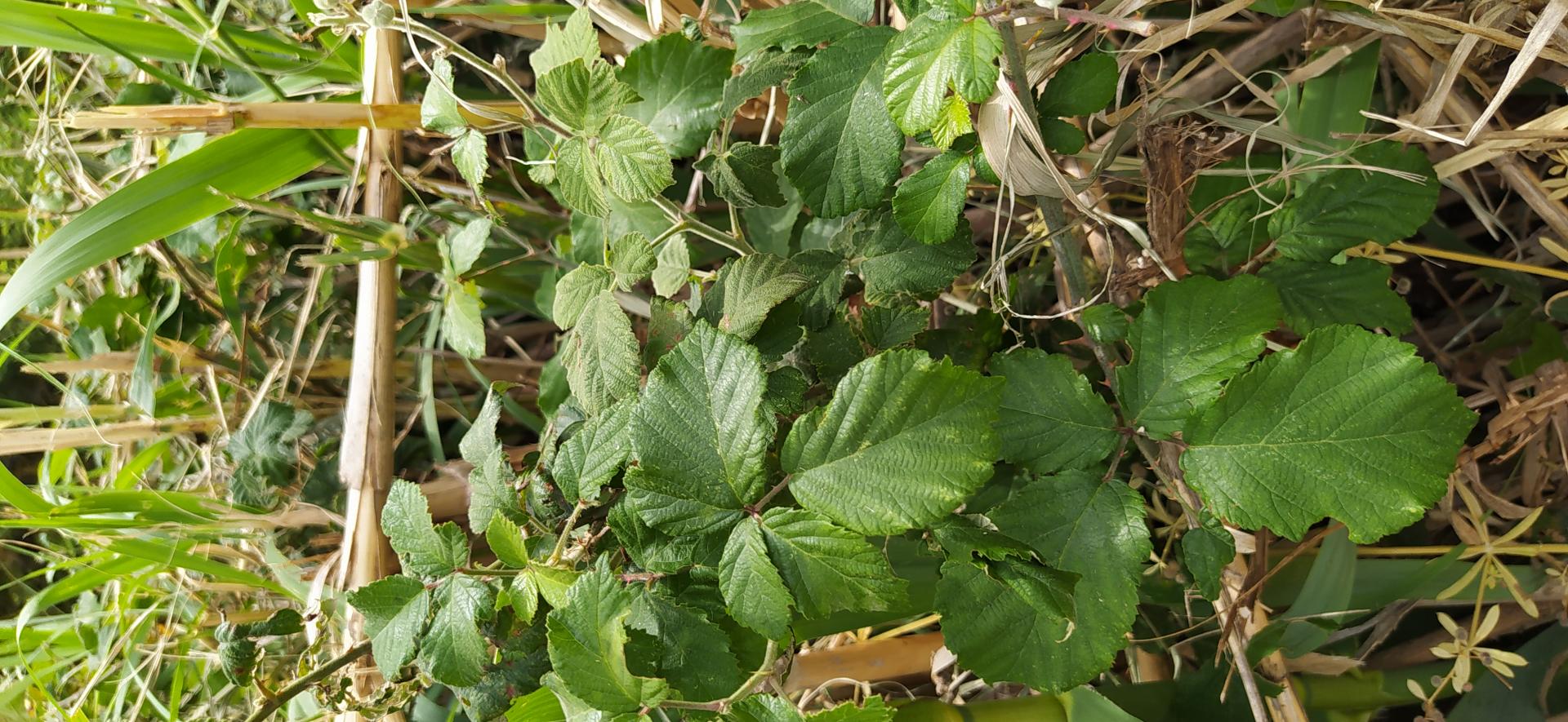 Rubus ulmifolius 2022 05 25 14h51m56