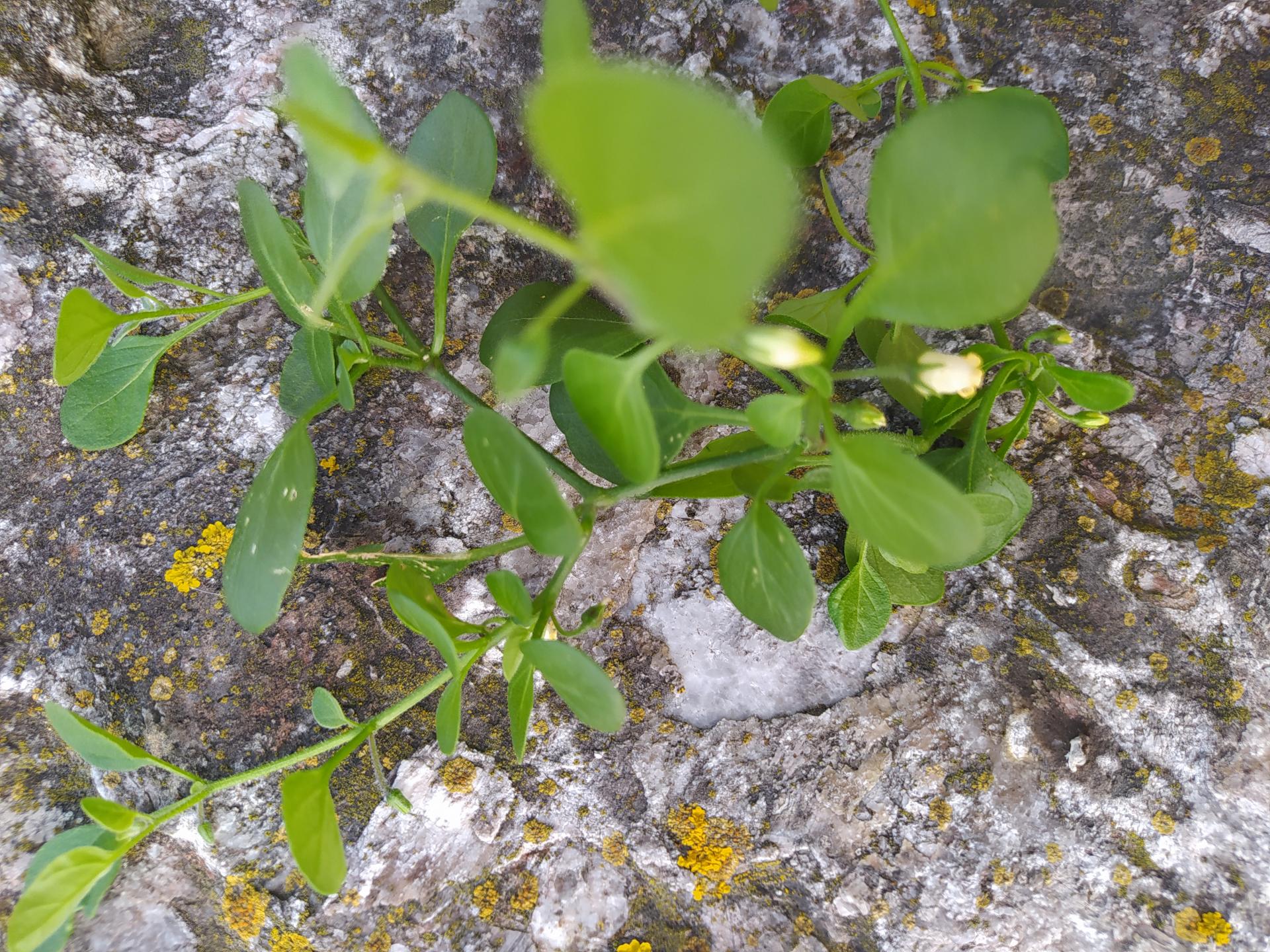Salpichroa origanfolia 2021 11 28 13h54m37