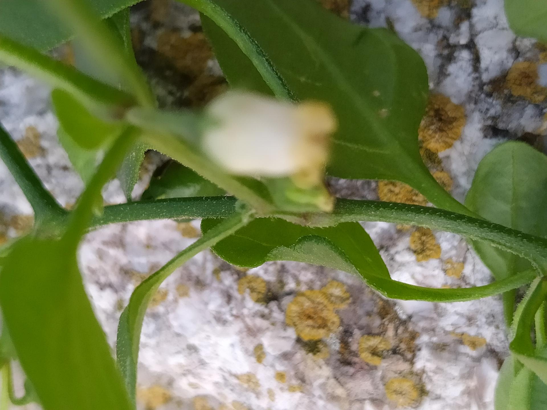 Salpichroa origanfolia 2021 11 28 13h55m26