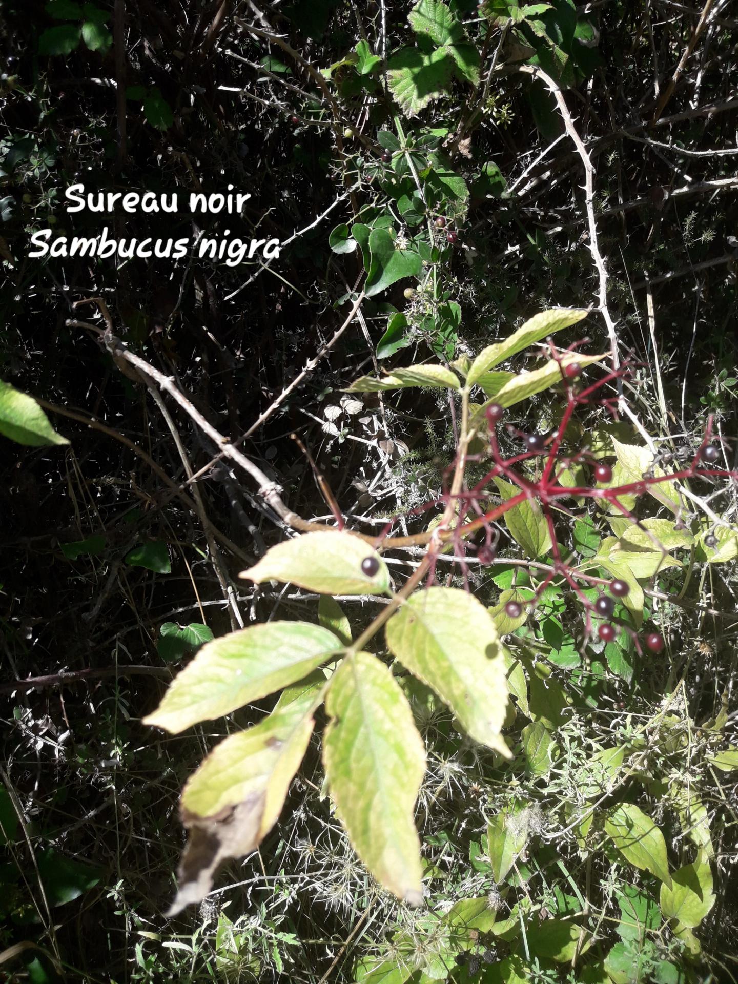 Sambucus nigra 1