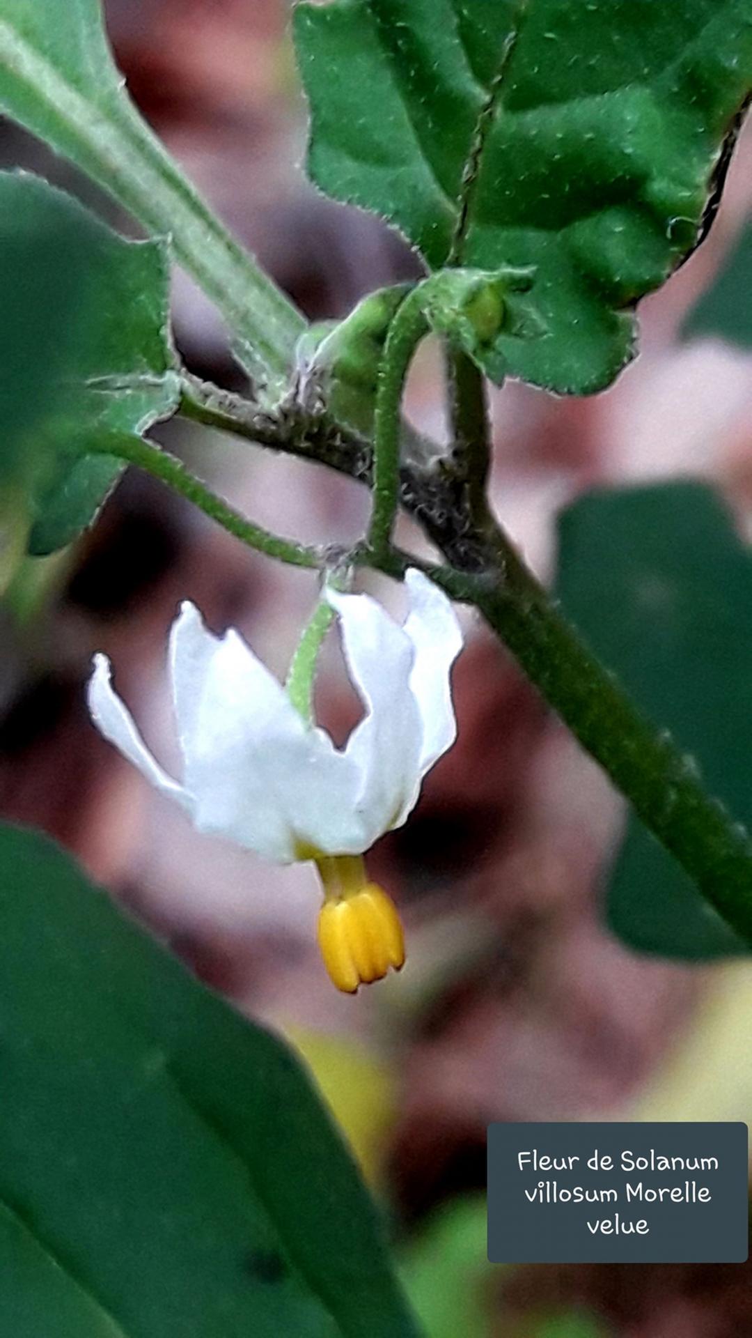 Solanum villosum 1 jpg