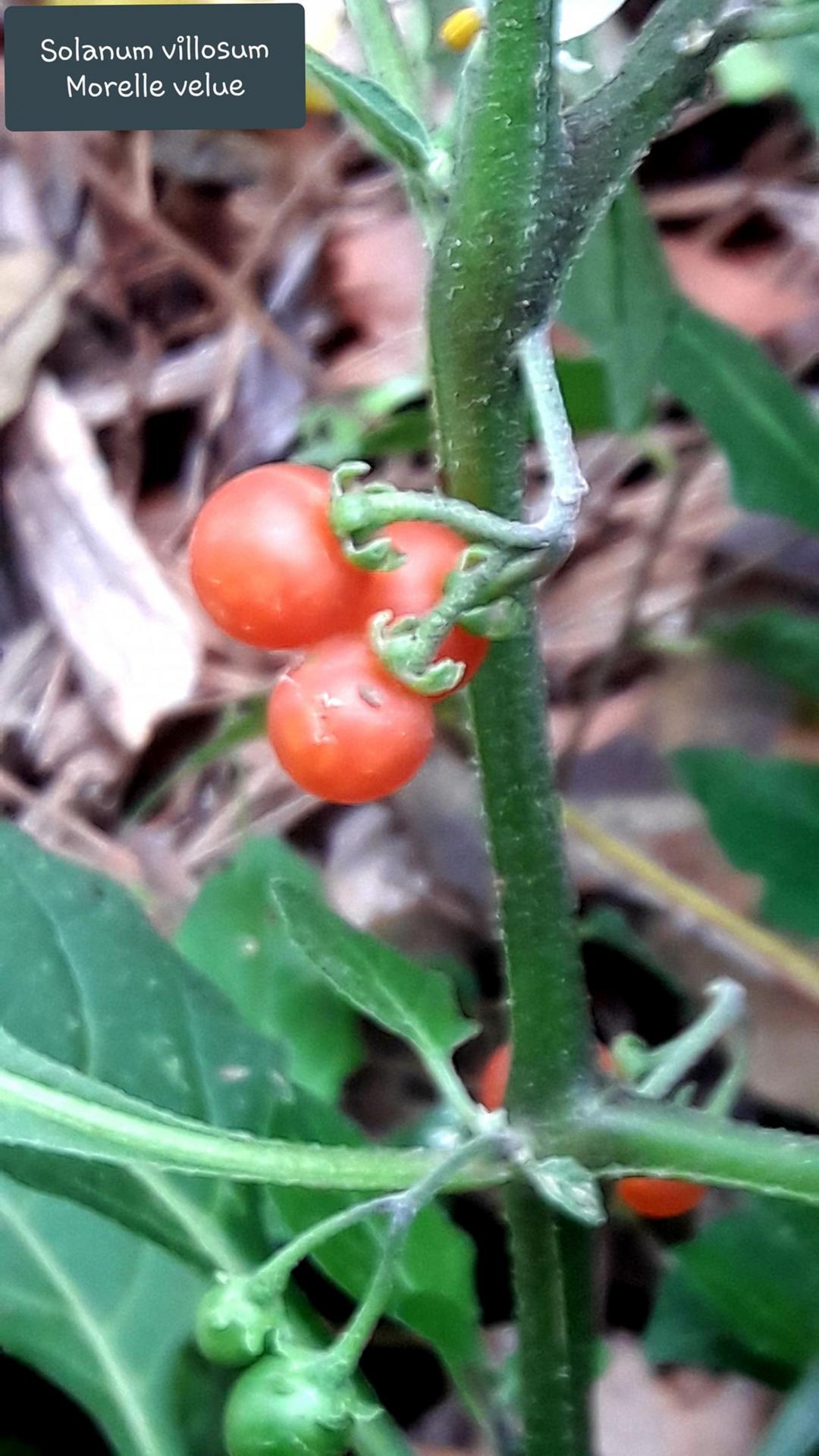 Solanum villosum 2 jpg