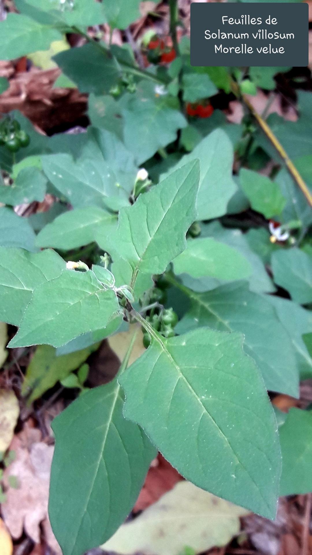 Solanum villosum 3 jpg