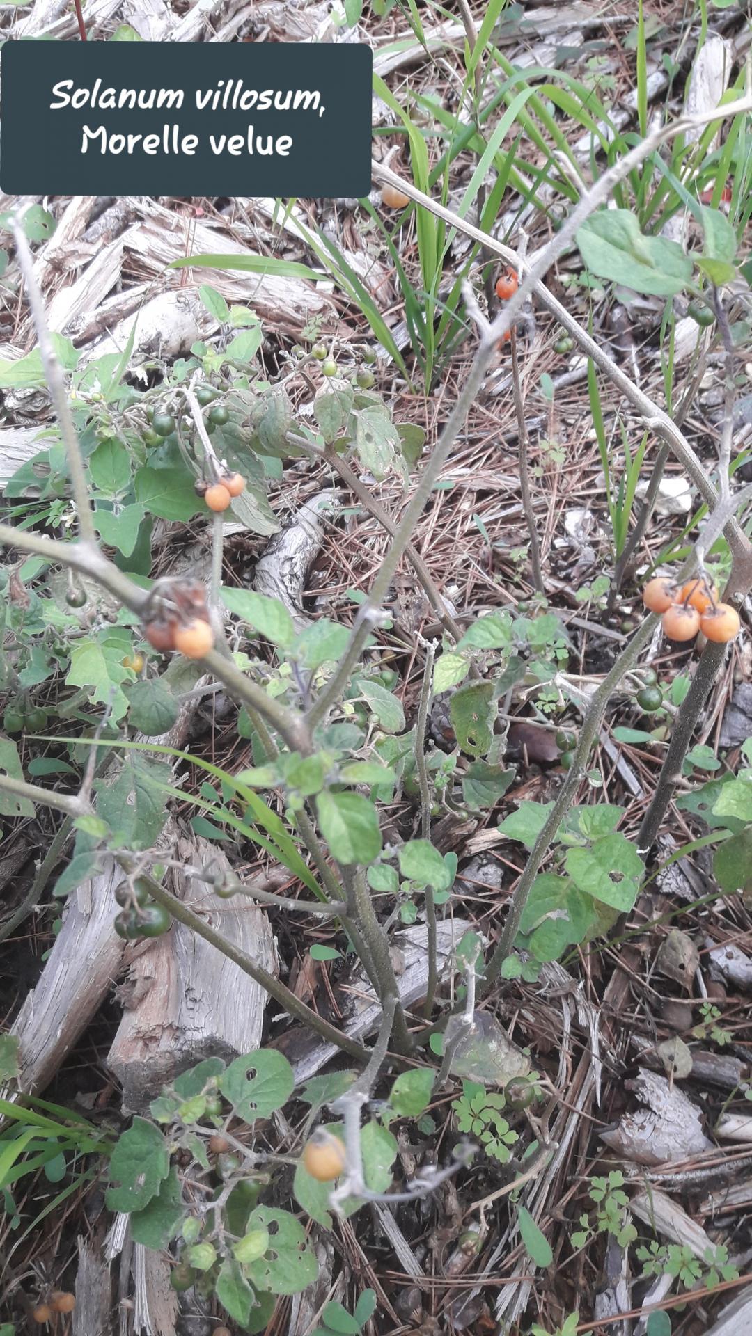 Solanum villosum jpg 1